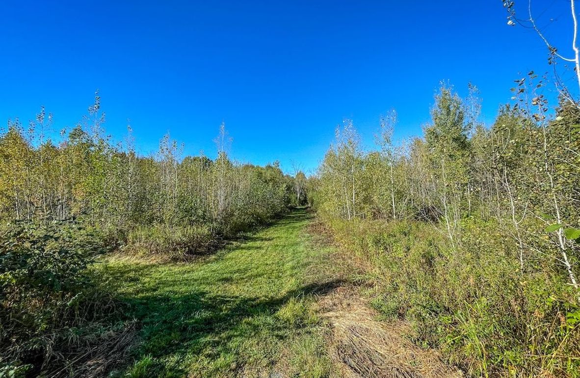 Wood 41.451, Collins -04