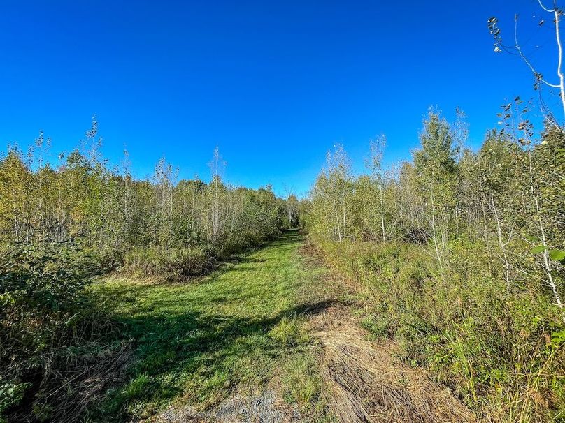 Wood 41.451, Collins -04