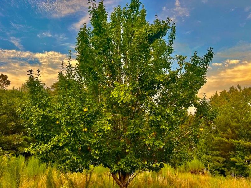 B6449E34-1E50-4A33-AFCE-B87A2D411F73_1_105_c