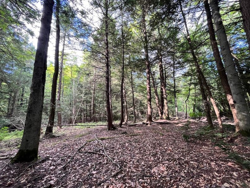 Chemung_12.895_Gutchess_Lumber_Photos_3