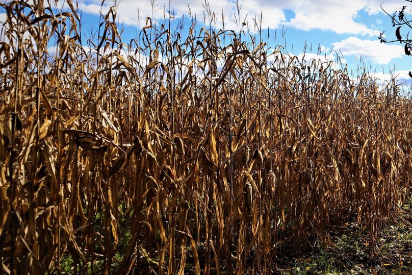 Corn