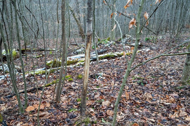 Copy of DSC_4553-Edit Large