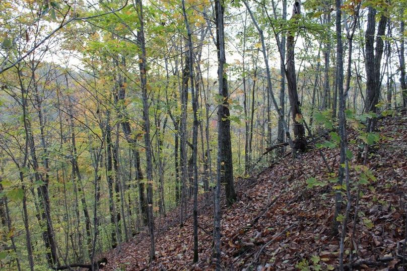 033 black oaks and maples just off the ridgetop