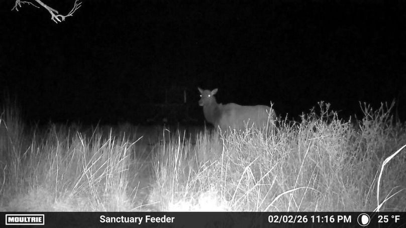 Temp_876933-20260203051702-100MFCAM_MFDC6373