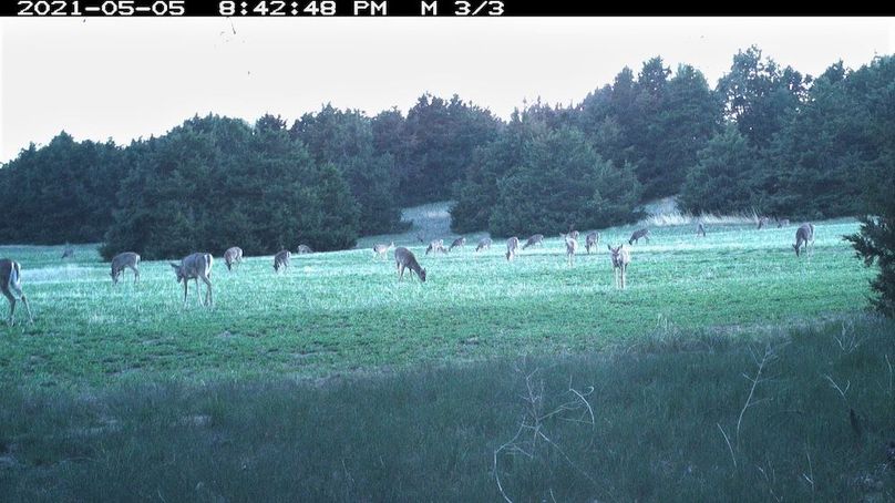 trail cam star (lots od deer..5-05-2021