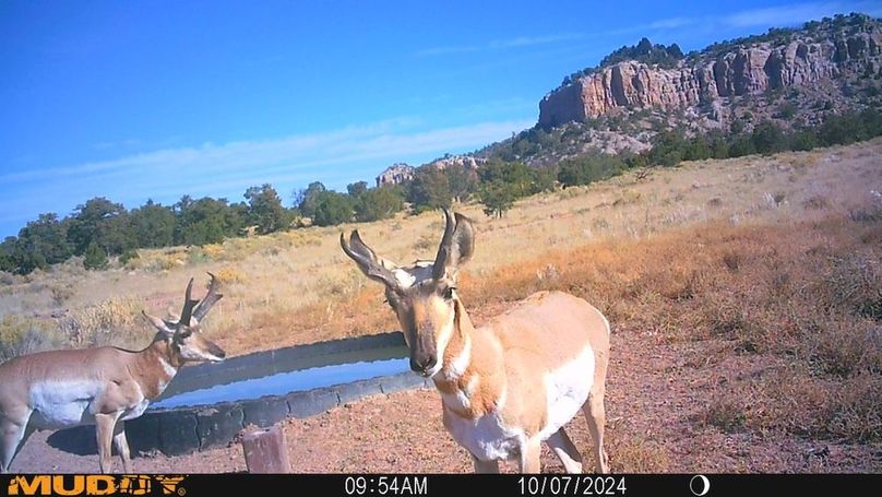 9 pronghorn