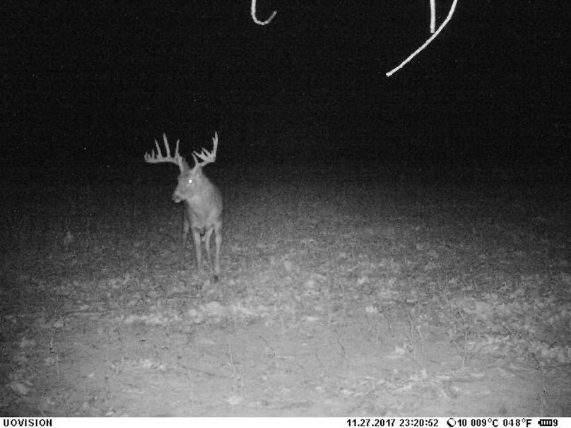 Copy of deer photos.221
