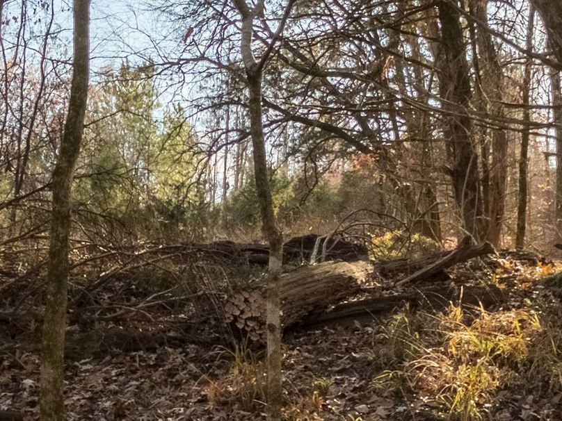 Yazoo Co - 75 - Batton-43