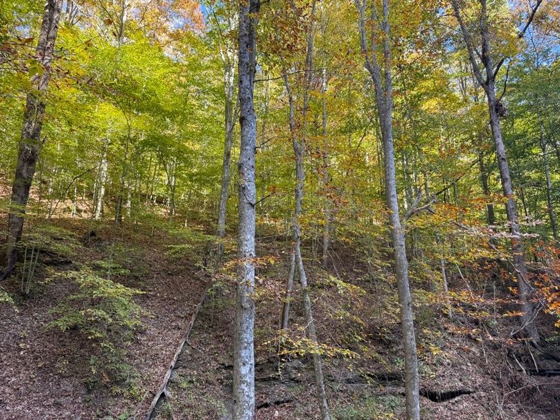 020 forested west facing slope