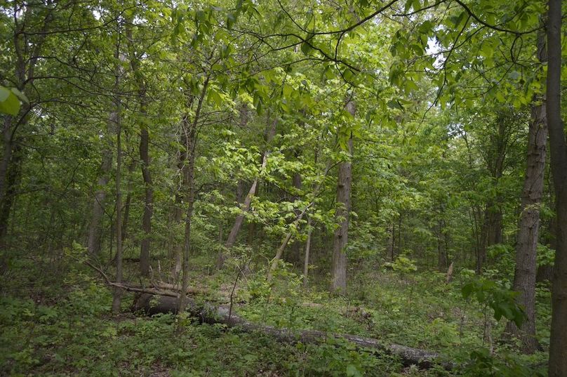Old trail off of north border