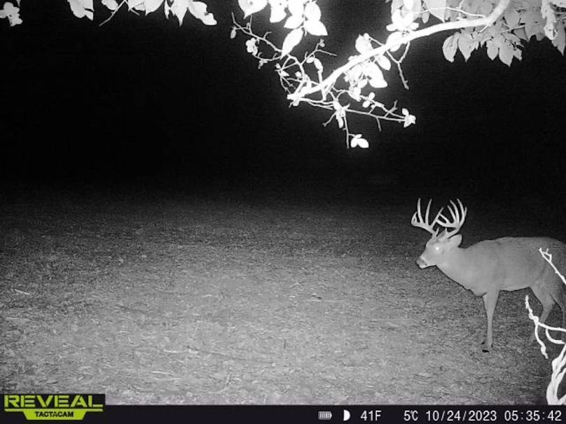 Copy of deer photos.159