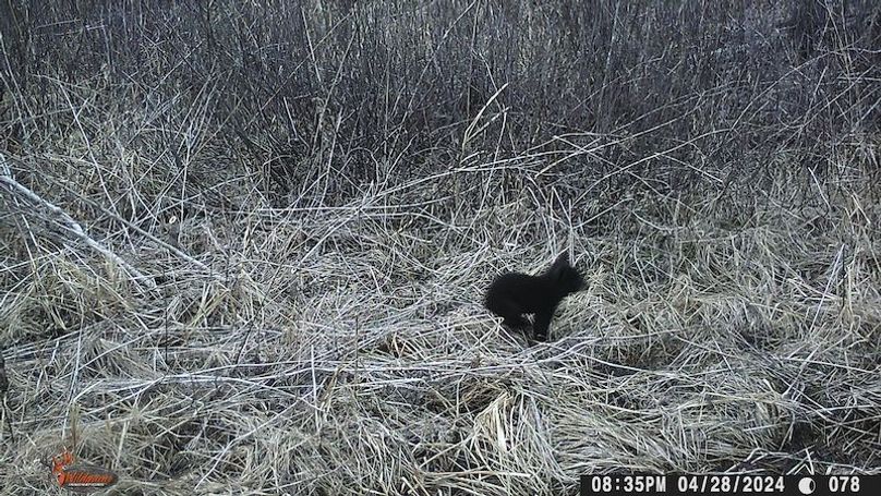 Cub