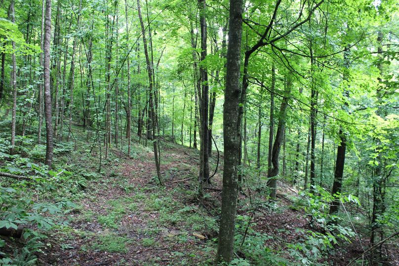 014 forested west facing slope in the upper elevation