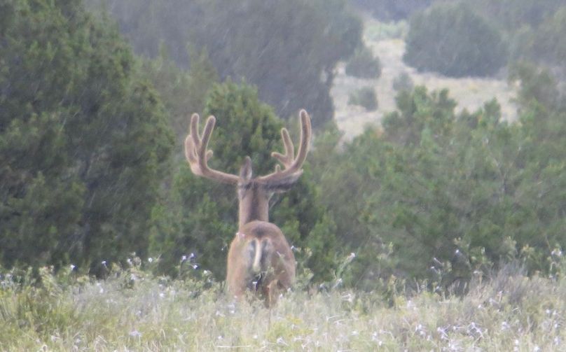 Big Velvet buck 1