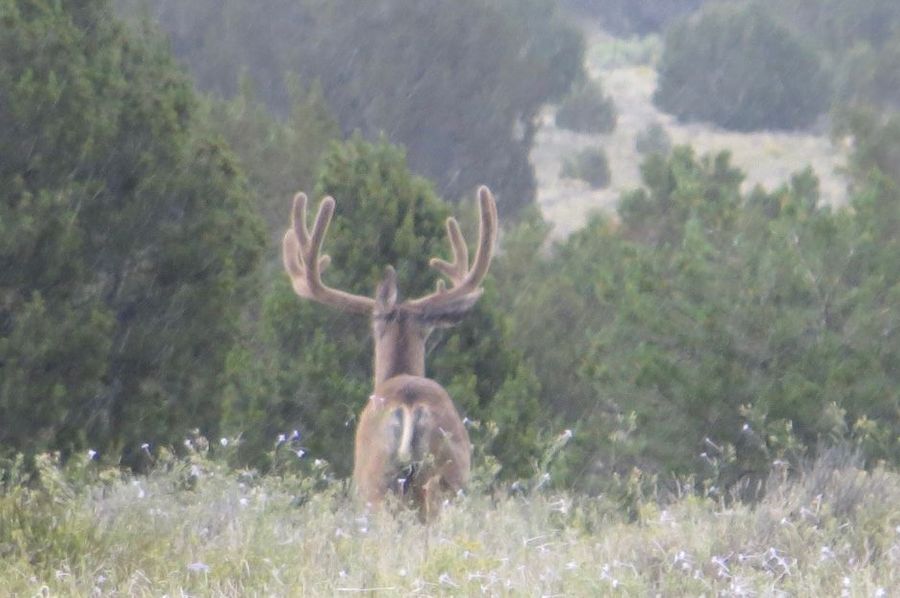 Big Velvet buck 1