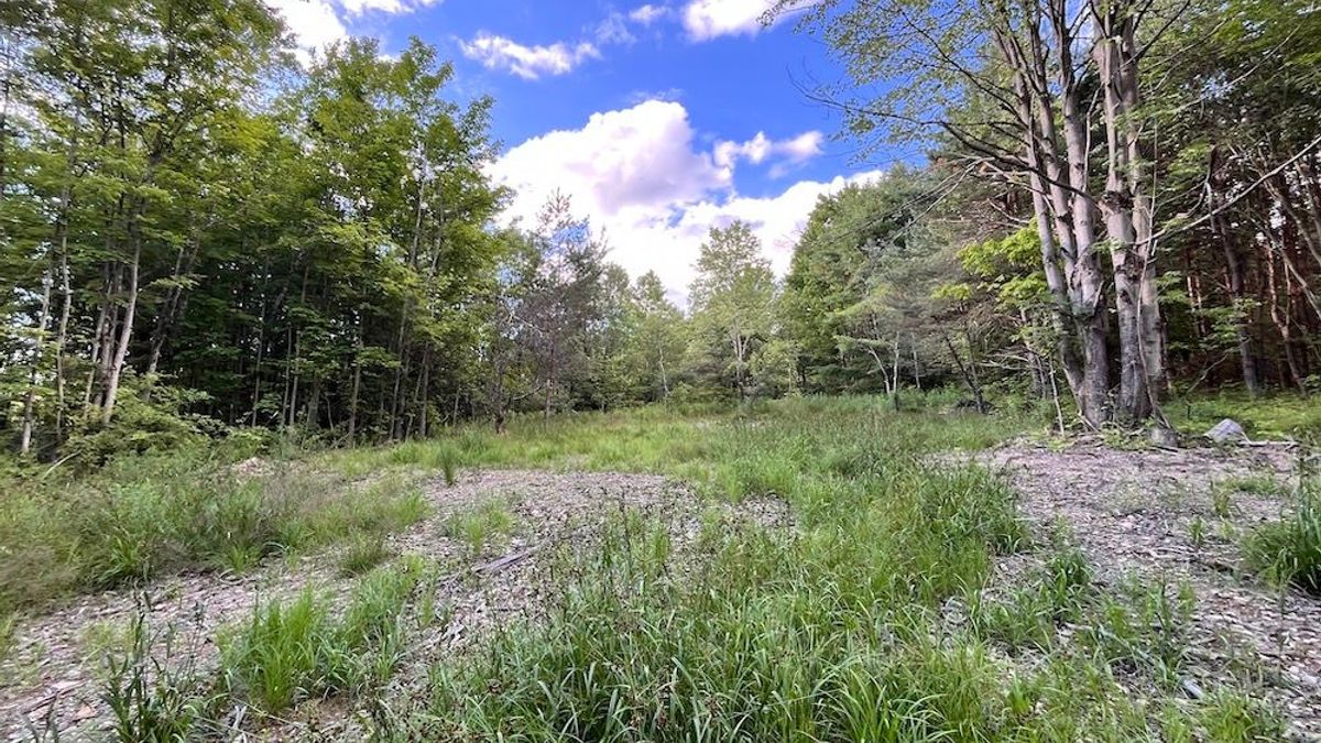Premier Whitetail Habitat Connected To Larger Forested Tract, Tract 15 Whitetail Properties
