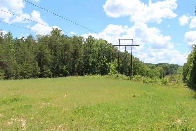 009 ground level view of the power line food plot during spring green up