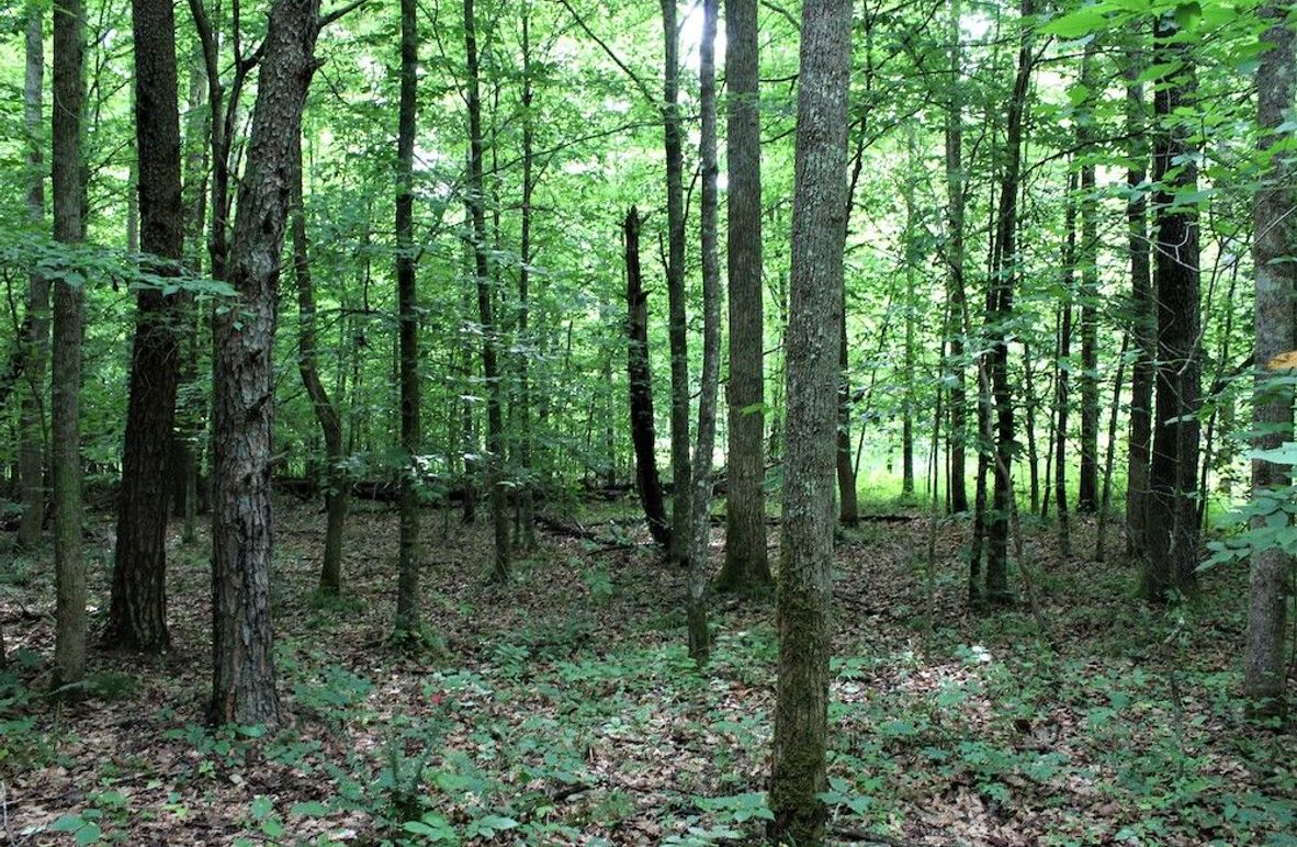 004 some of the forested area Long Branch in the valley