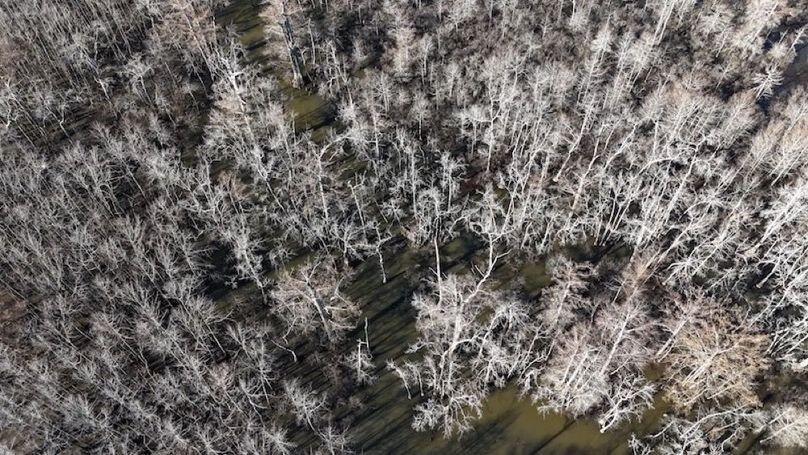 swamp20260501_0206