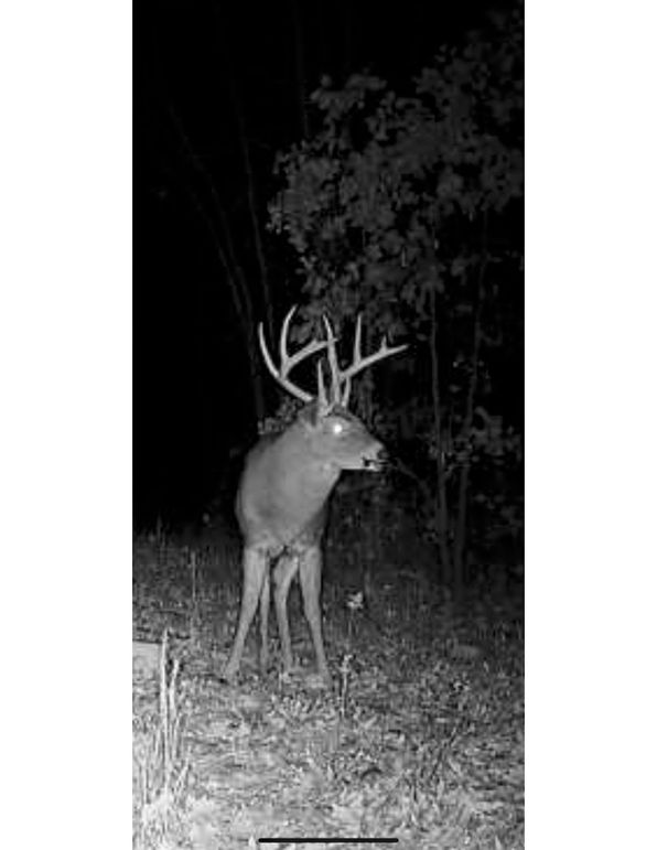Ruston deer 7