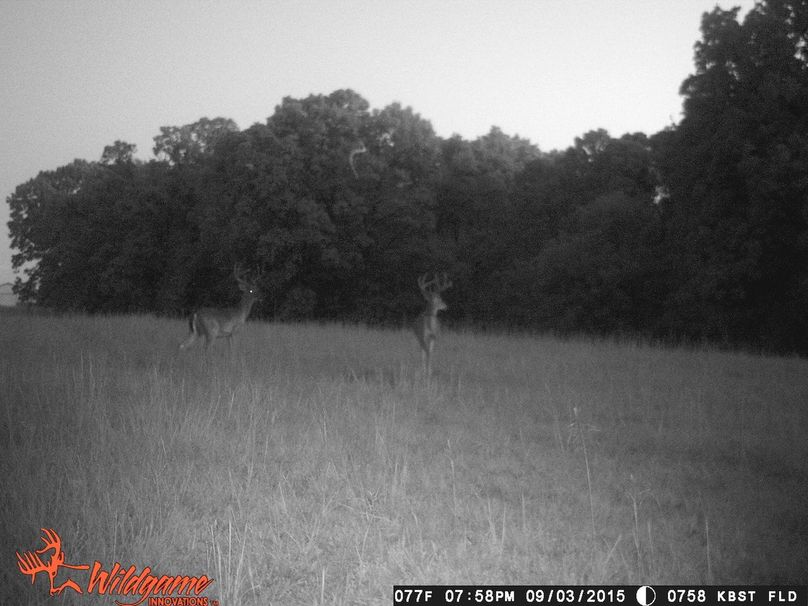 Pair of Beautiful 8 Pointers!