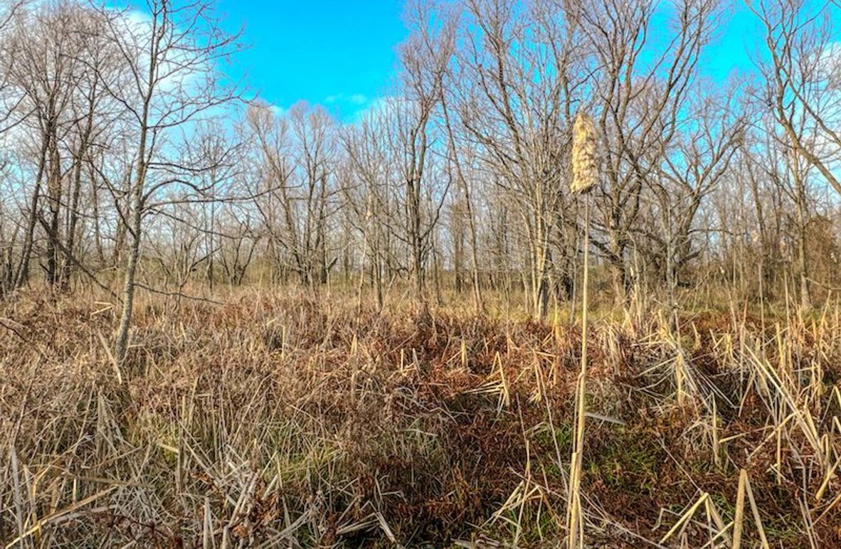 Monroe 80 Driver Dixon (Final Frontier) -03