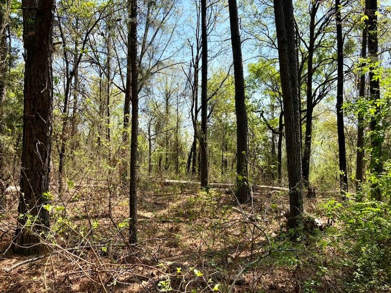 8B098492-D1DC-48E9-8CF9-2548F5CB348F_1_105_c