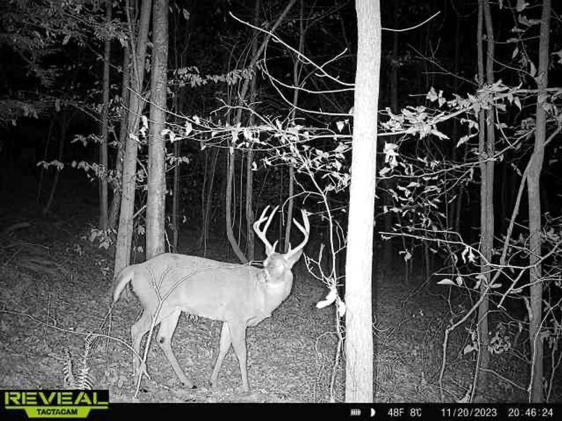 02 tall, tight 8 point moving along a wooded bench