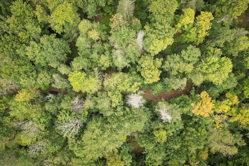 Chemung_60.55_Baumunk_Photos_14