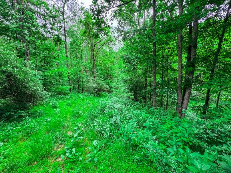 Tyler, WV 313.87 AC -38