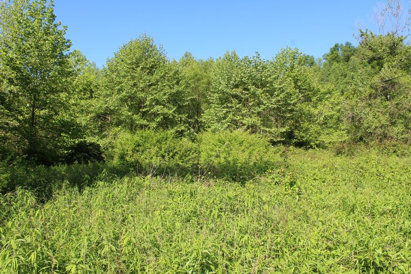 014 ground level view of the south portion of the field area along KY 399