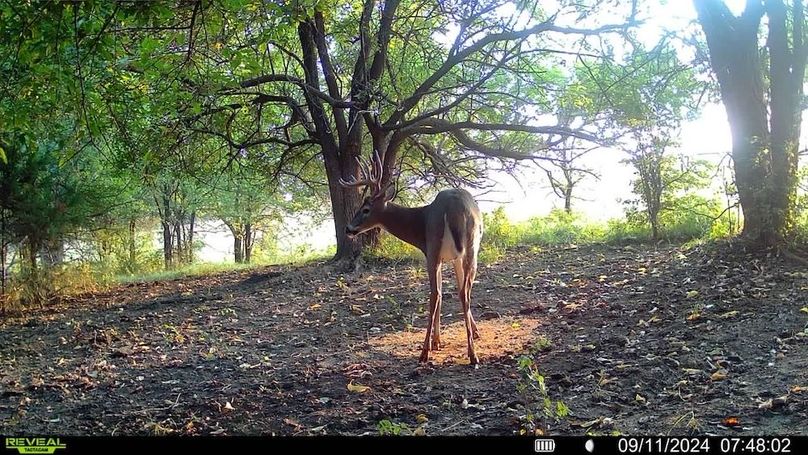 Trail Cam 4