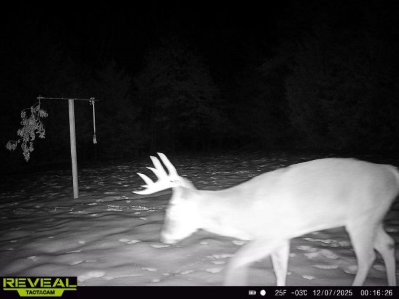 865814042182525-100-2-12072025001626-W1002239