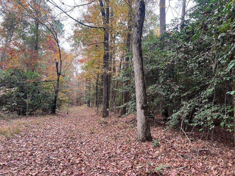 Dal_40_Denton20251117_0345