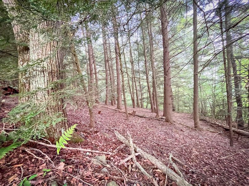 Tioga_82.5_Williams_Photos_1