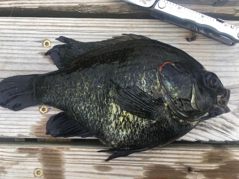 Hybrid Bluegill_a