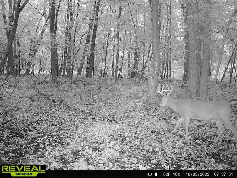 Deer Cam 1