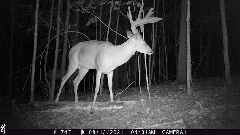 trail cam38