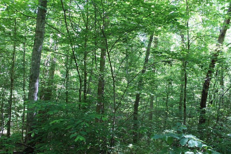 007 some of the forested north facing slopes near the river