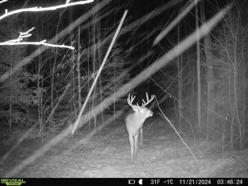 Buck 3