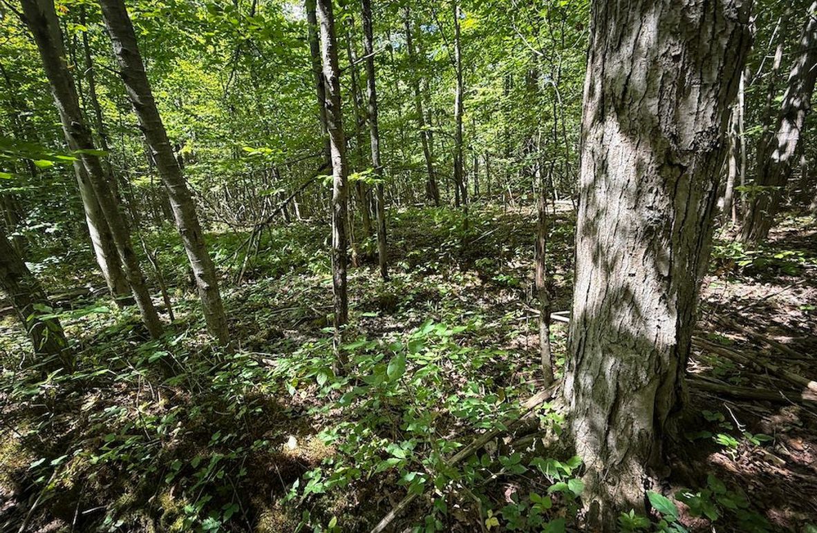 Tioga NY 64 Shores 5