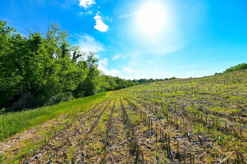 Copy of st clair 25 auction(19)