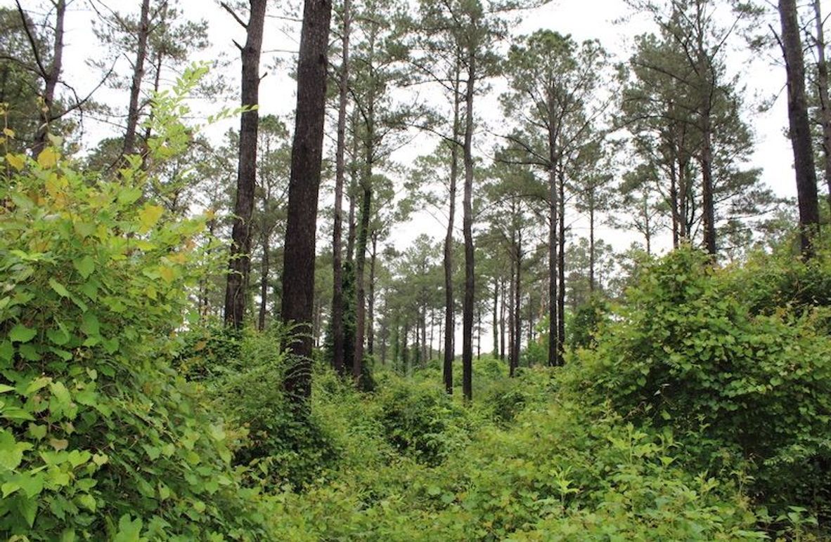 2E5ECBD9-1341-4B78-8088-CD976B8F8F92_1_105_c