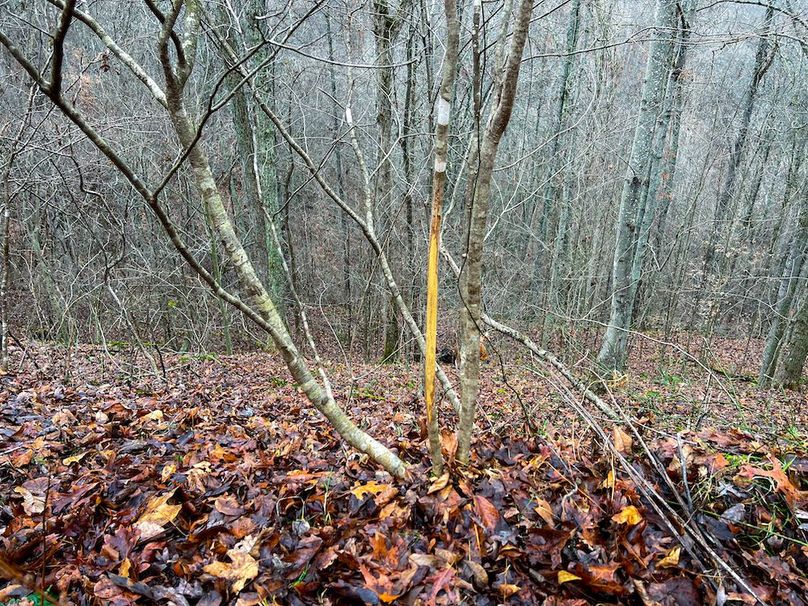 Calhoun, WV 225.69 AC Duffield-53