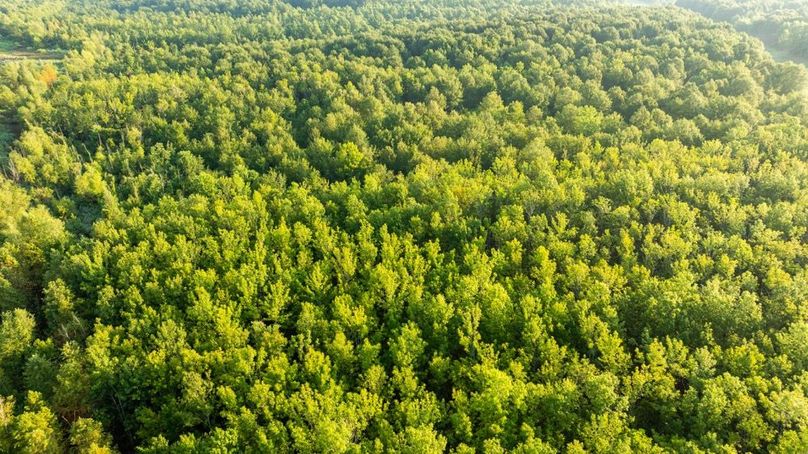 MadisonParLa1372-078