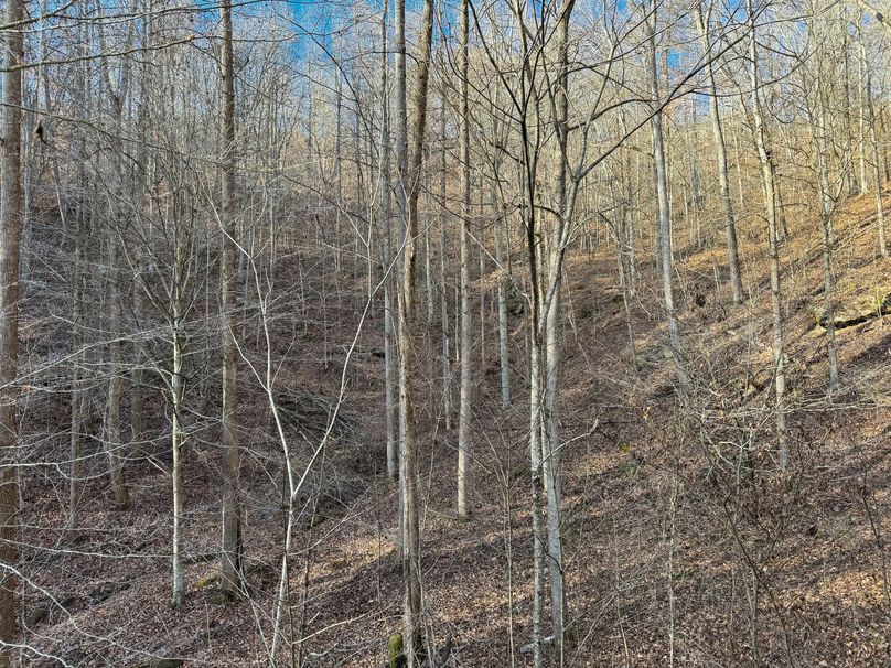 012 nice mix of timber in the head of the valley from the porch of the cabin