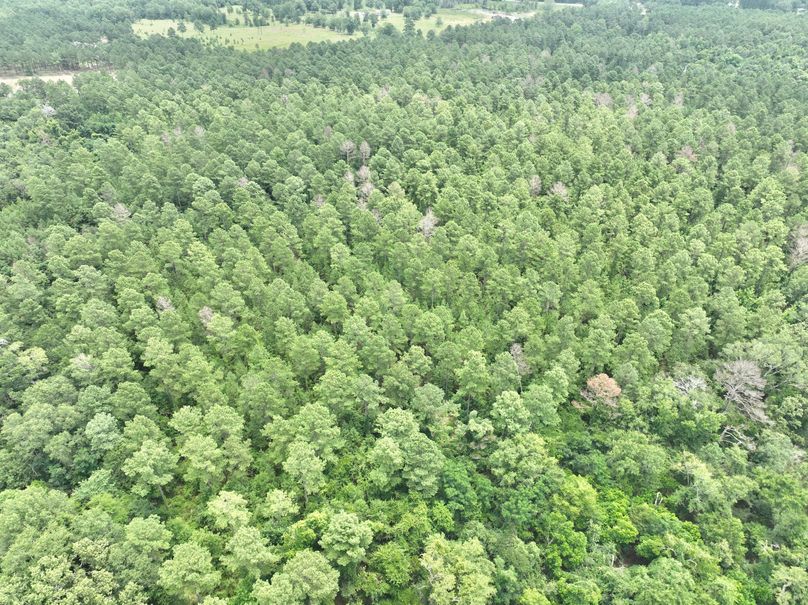 dji_fly_20230703_134036_344_1688406285801_photo