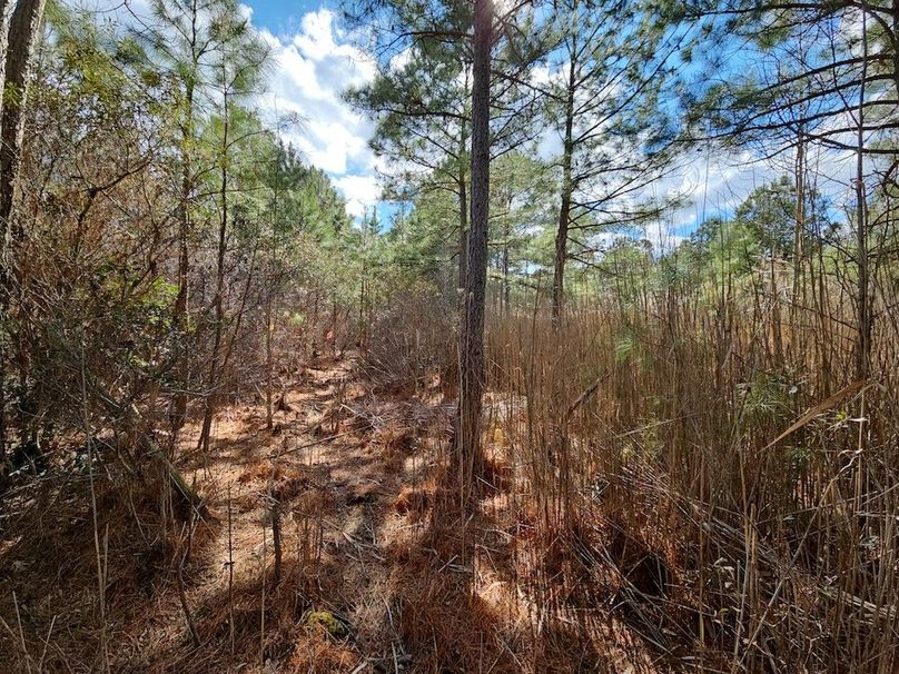 Romancoke_QAnnes_PIC_010