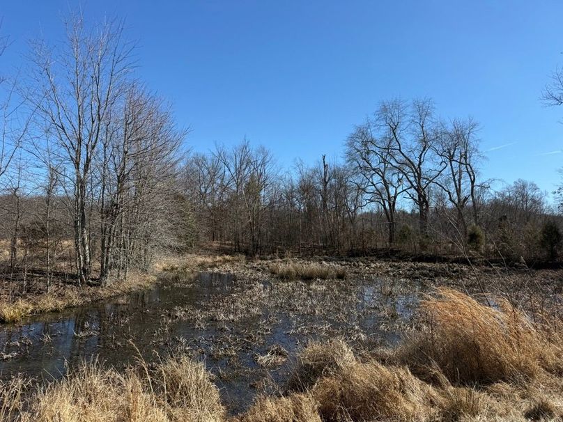 011 the spring fed pond that lies near the southeast boundary
