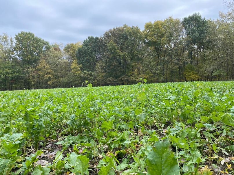 pics from late 2021 and early 2022. New plots being planted in Aug 2023 for new pics (83)